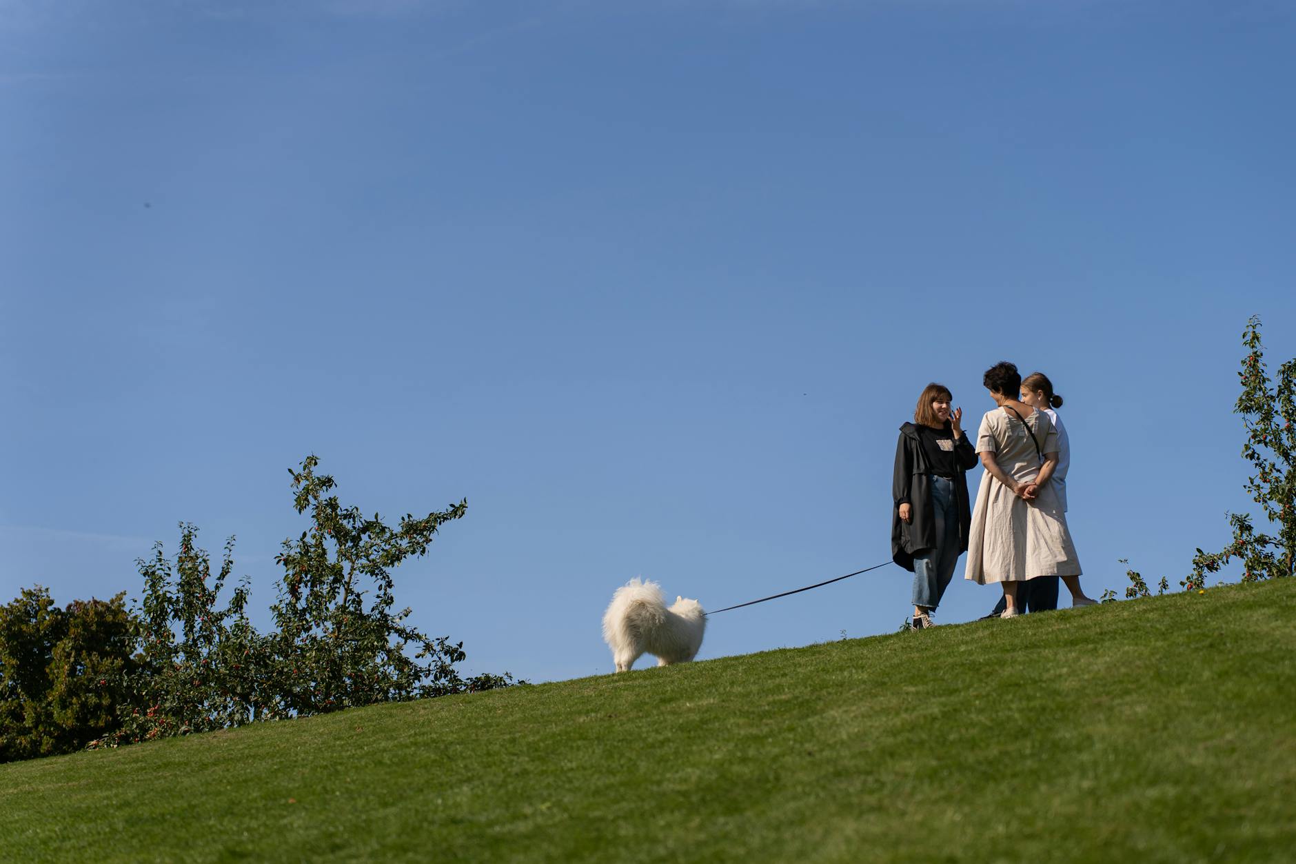 Two people are walking a dog on a grassy hill