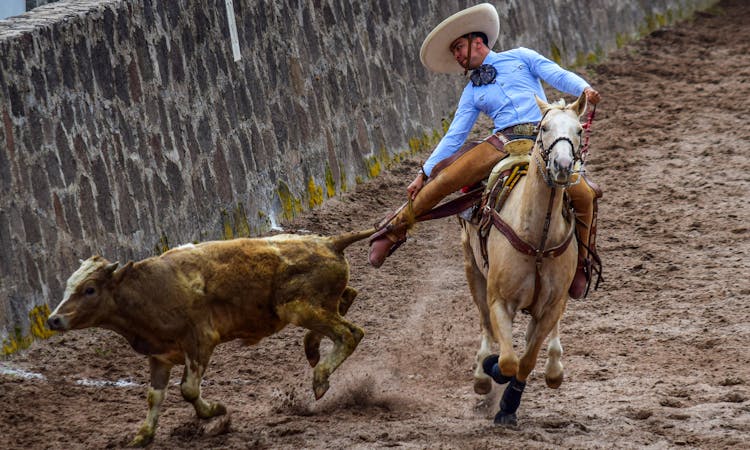 Man Chasing A Bull On A Horse 