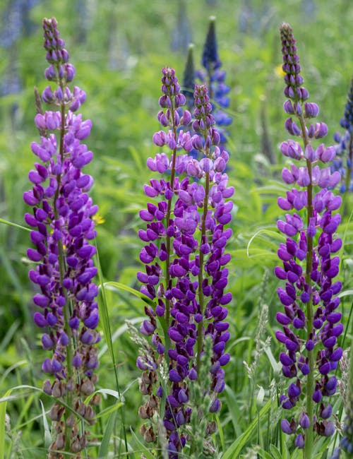 Lavender Flowers on Meadow