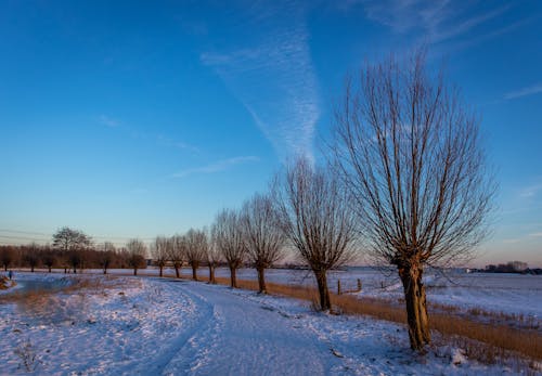Безкоштовне стокове фото на тему «блакитне небо, дерева, застуда»