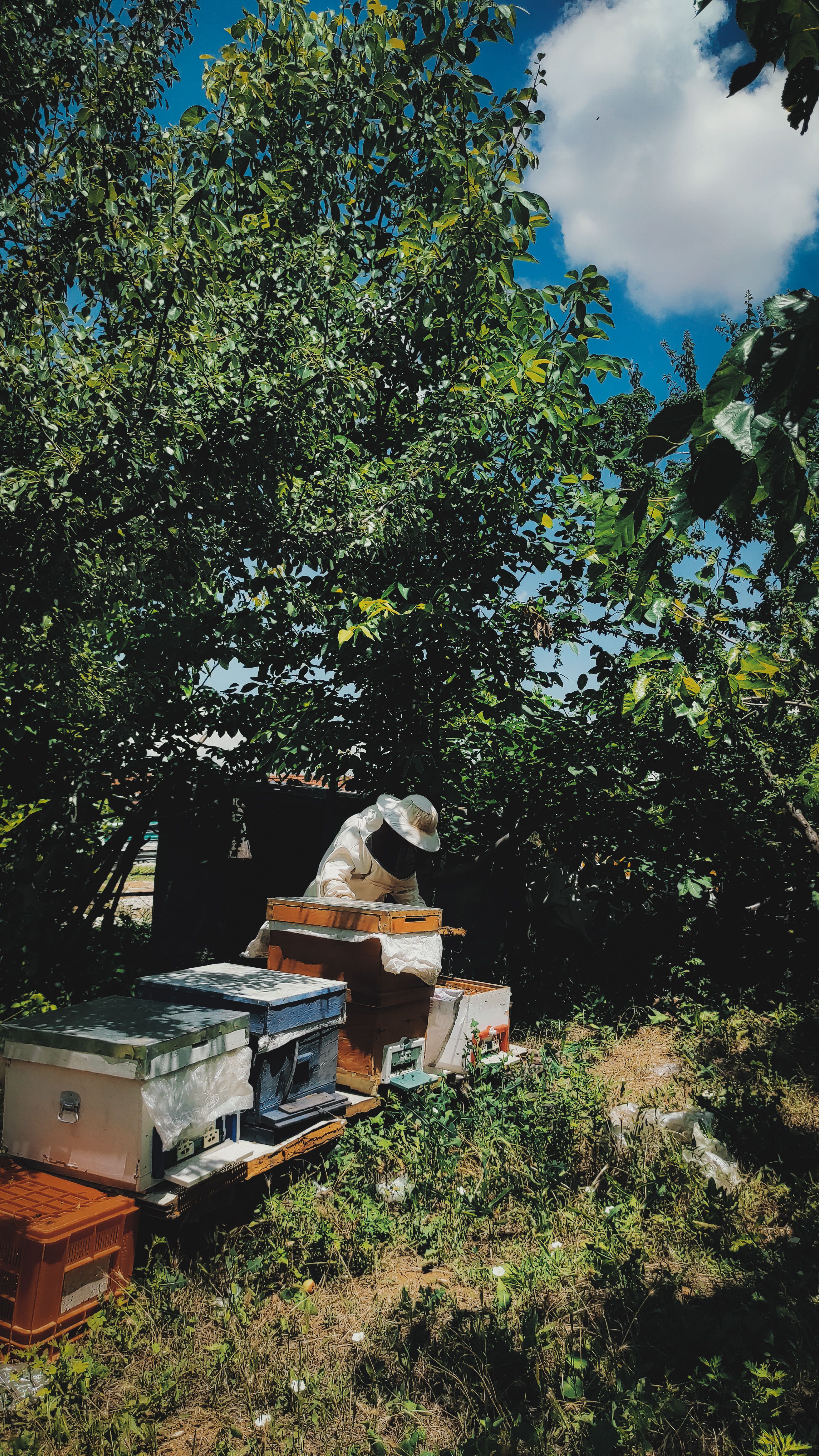A beekeeper in protective gear tends to beehives in a verdant garden on a sunny summer day.