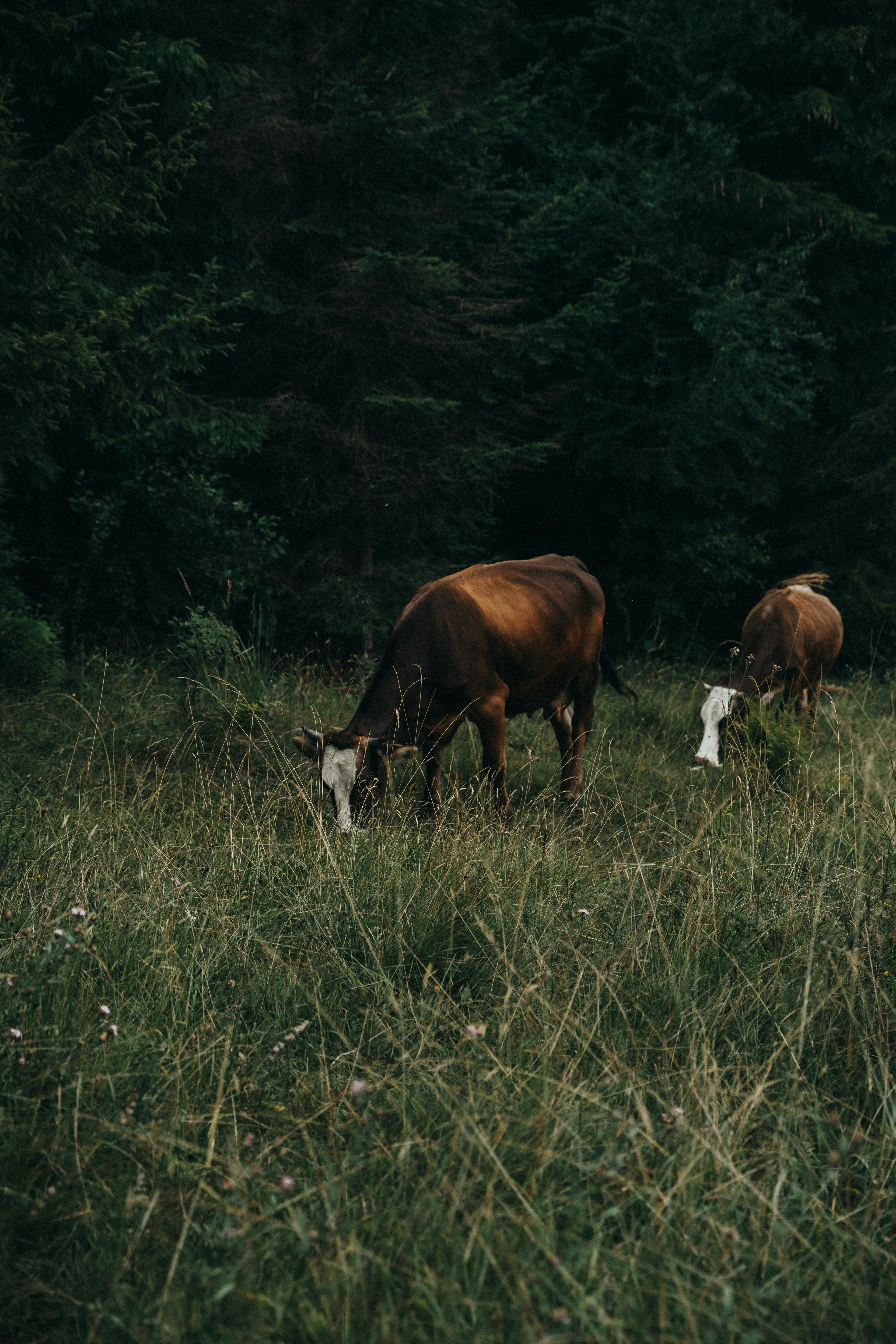 Cows grazing