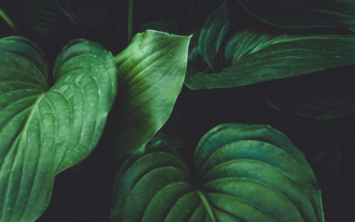 Free Close-up of vibrant green botanical leaves, showcasing natural texture and beauty. Stock Photo