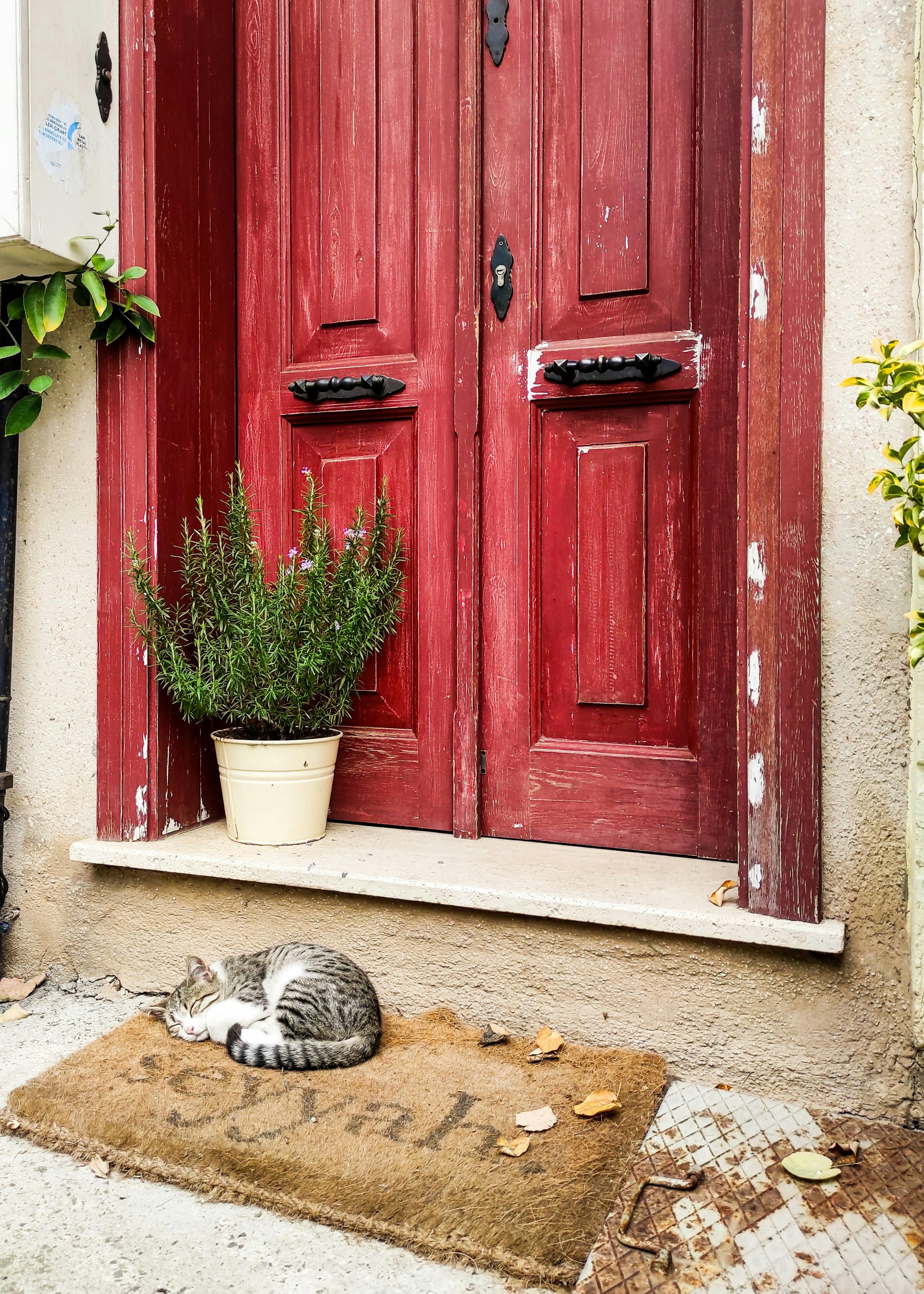 Texture Background Of The Red Plastic Doormat. Stock Photo, Picture and  Royalty Free Image. Image 17275362.