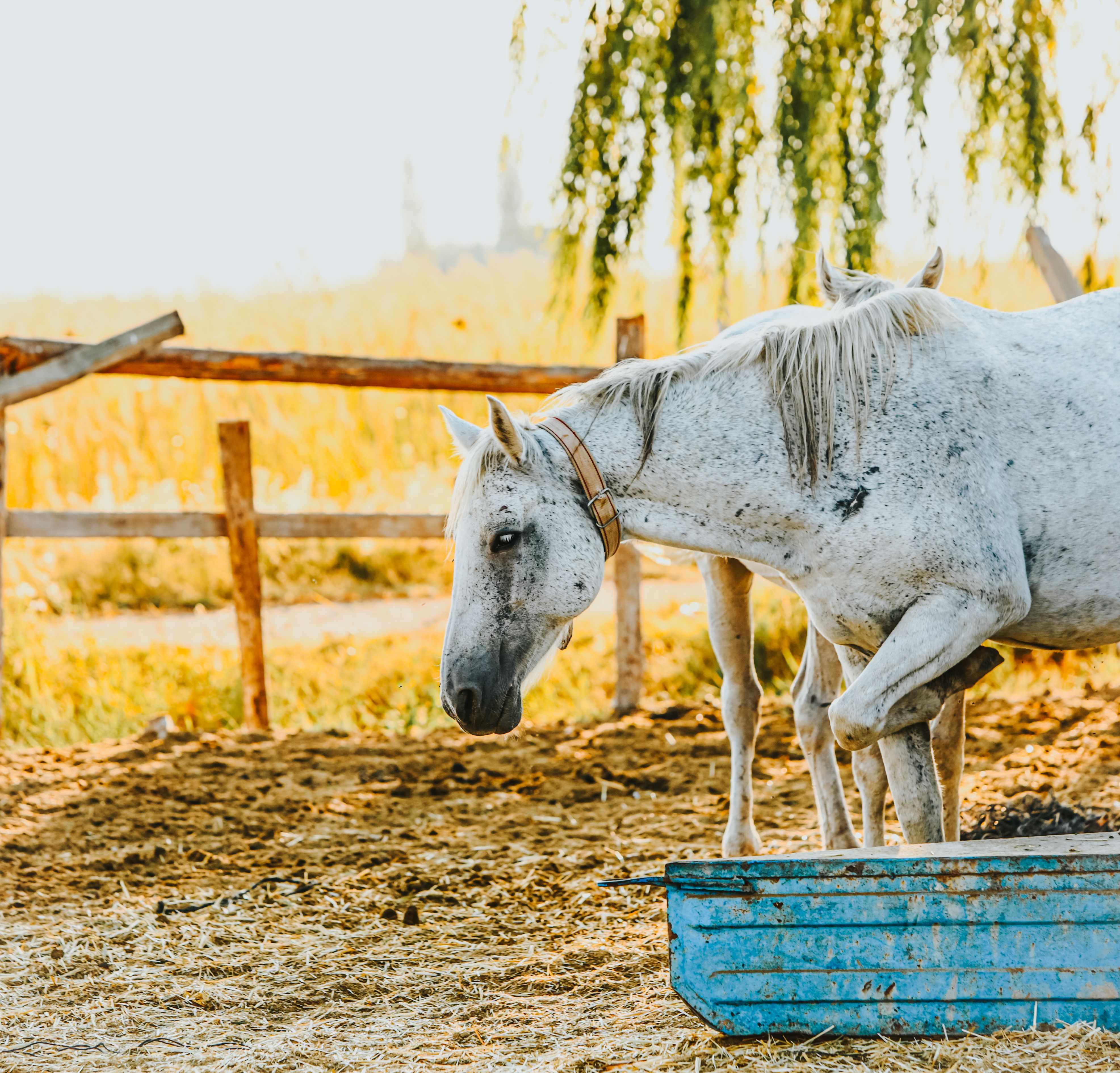Pferd trinkt Wasser Tränke Stall Weide