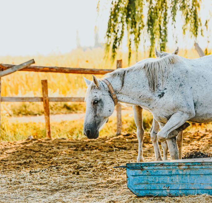 White horse standing by a blue water trough, surrounded by rustic fencing in a sunny rural setting.
