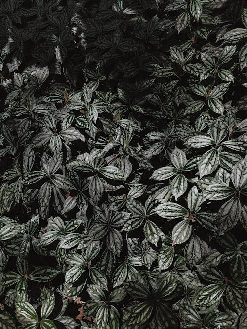 Darmowe zdjęcie z galerii z bujny, ciemnozielony, flora