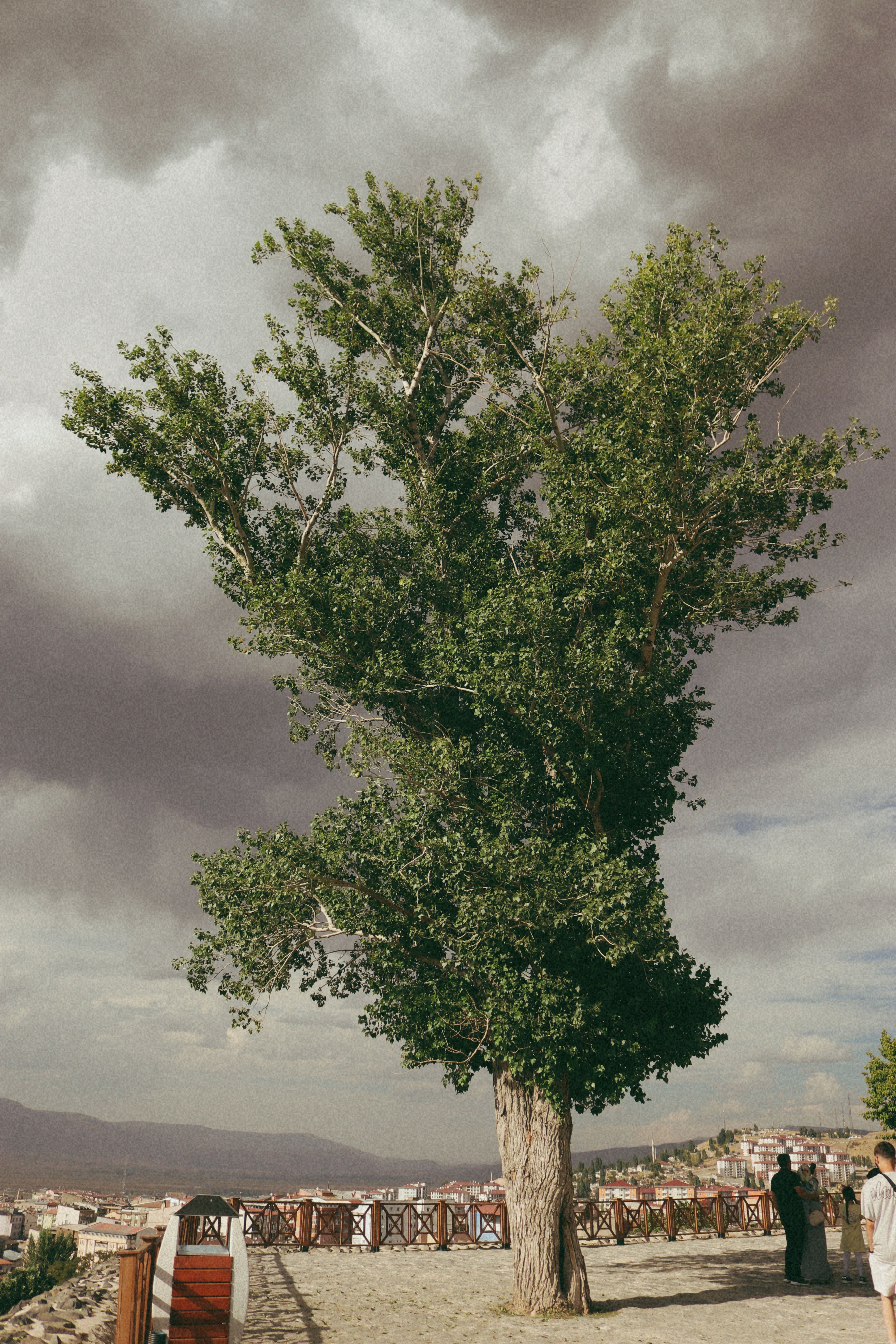 A solitary tree stands against dark clouds over a town, creating a dramatic landscape view.