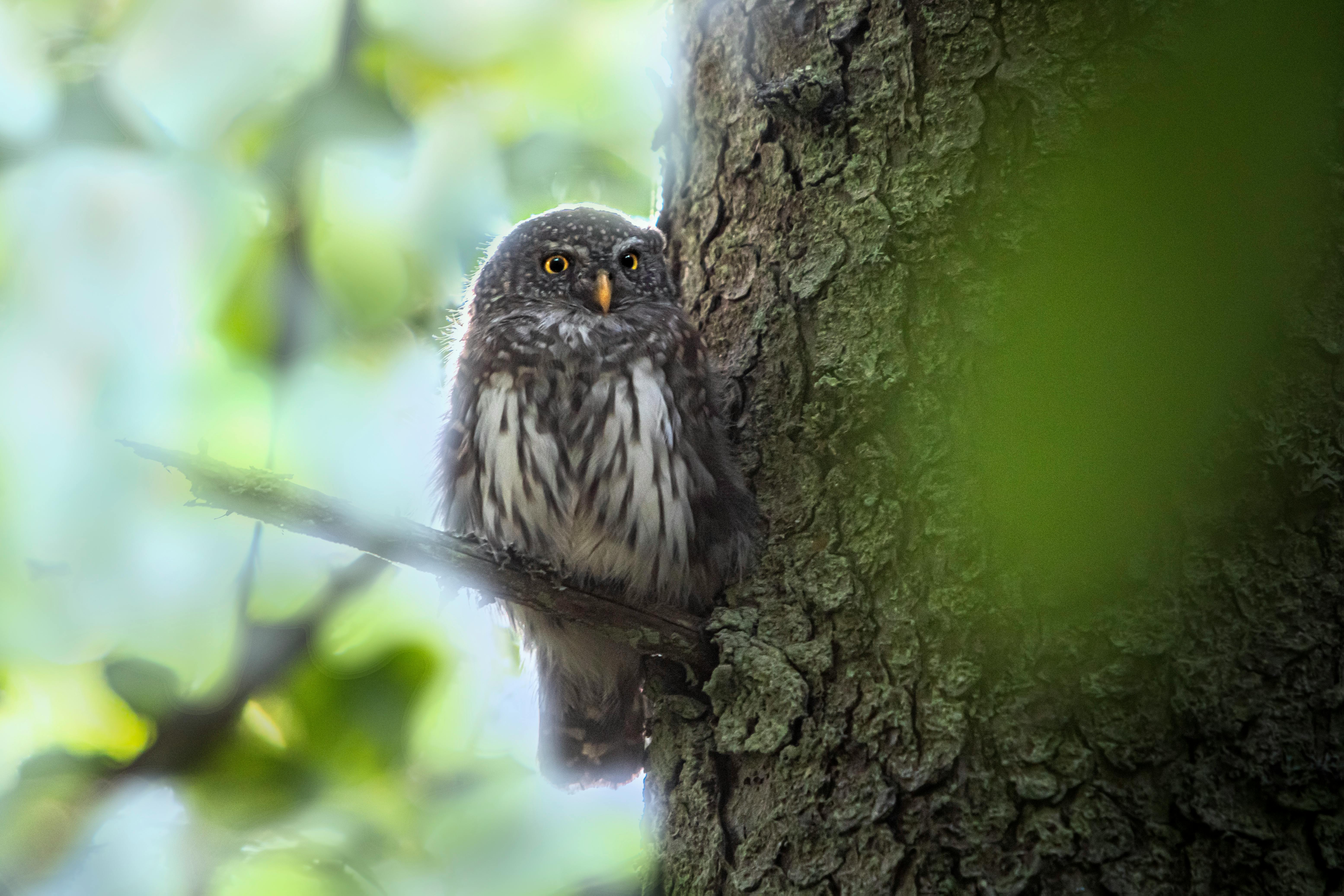 a small owl sitting on a tree