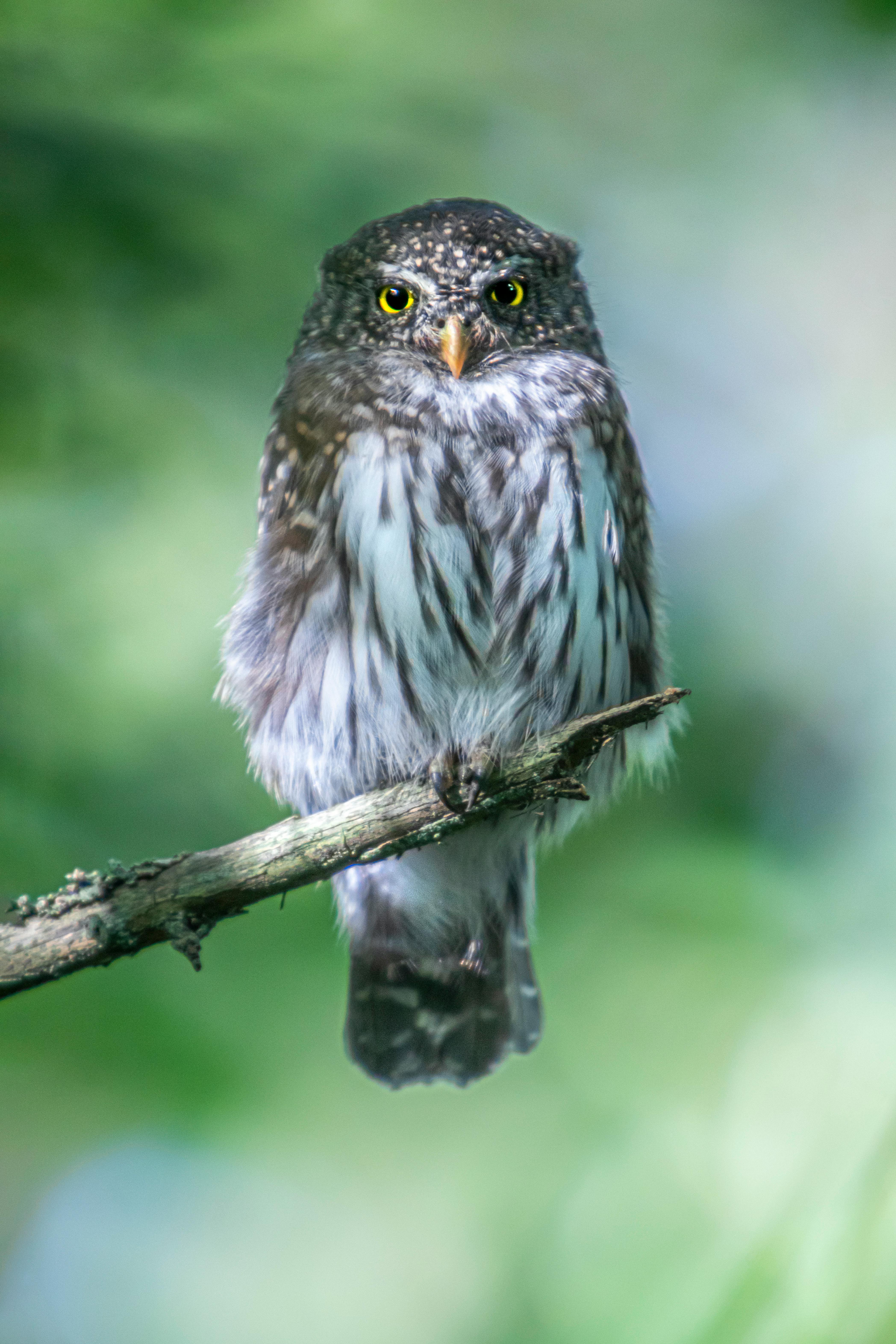 a small owl perched on a branch in the woods