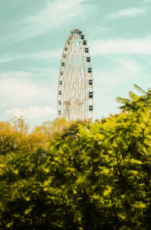 Ferris Wheel behind Bushes