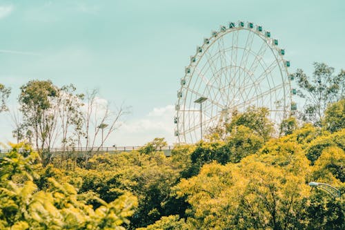Trees and Ferris Wheel behind