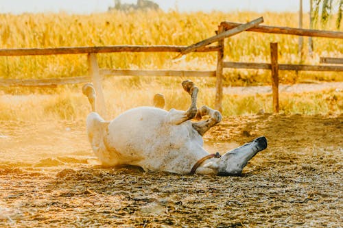 Ingyenes stockfotó állatállomány, állatfotók, farm témában