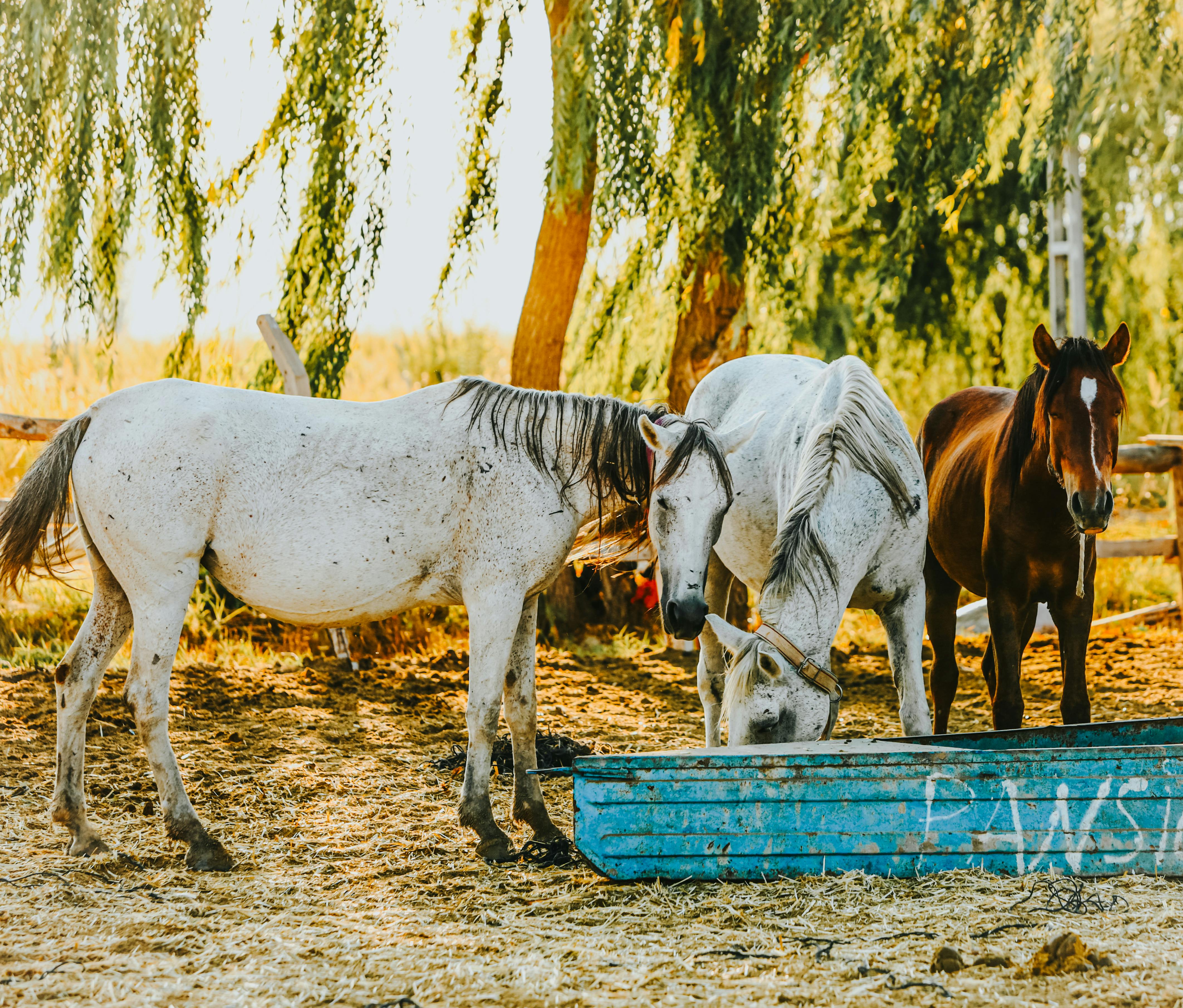 Three horses, including a white stallion, grazing in a countryside pasture under sunlight.