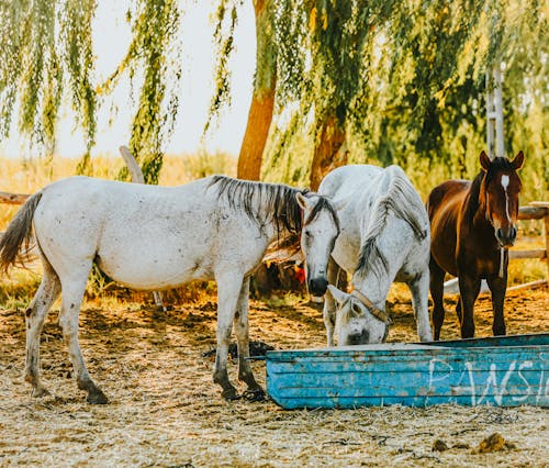 Horses on Pasture