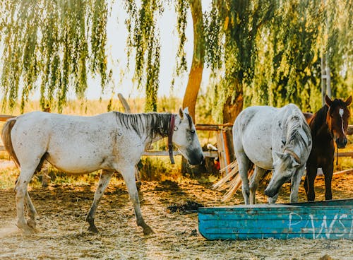 Horses on Pasture in Countryside