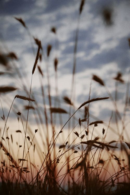 Free A tranquil rural scene of wheat stems silhouetted against a colorful sunset sky. Stock Photo