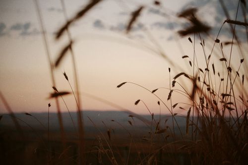 Free A peaceful rural landscape with wheat spikes at dawn, enveloped in gentle fog. Stock Photo