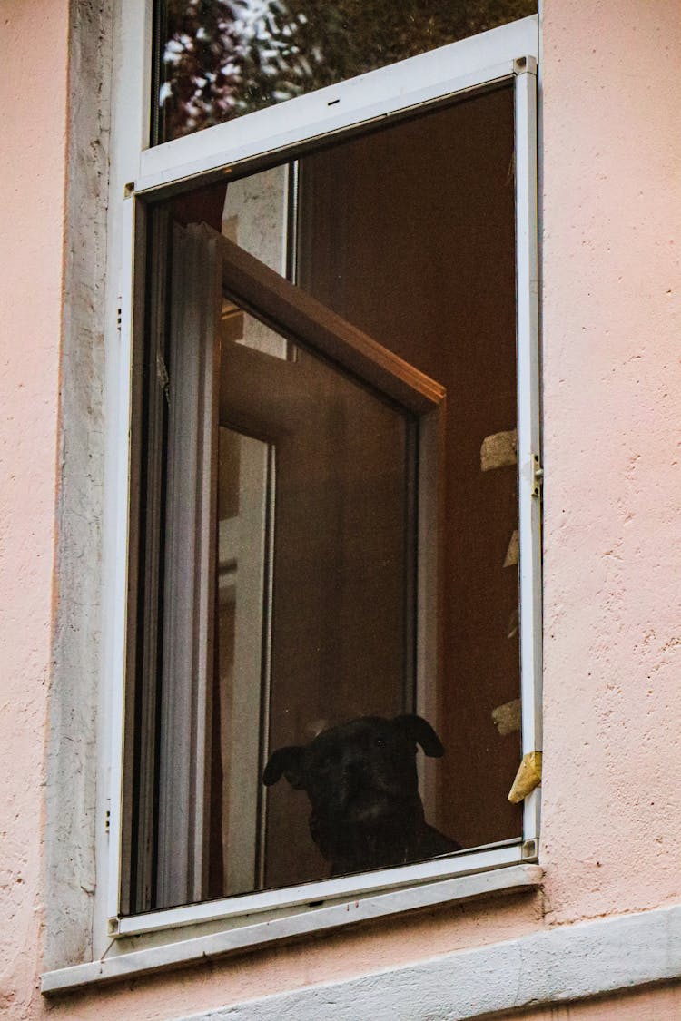 Black Dog Looking Out An Open Window