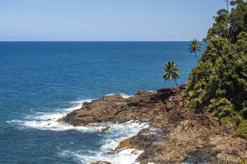 Palm Trees on Sea Shore with Rocks