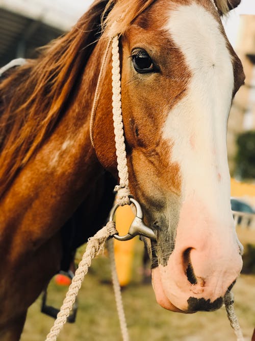 Kostnadsfri bild av betsel, bondgård, brun häst