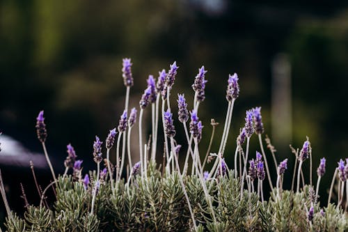 Imagine de stoc gratuită din aromoterapie, flori, iarbă