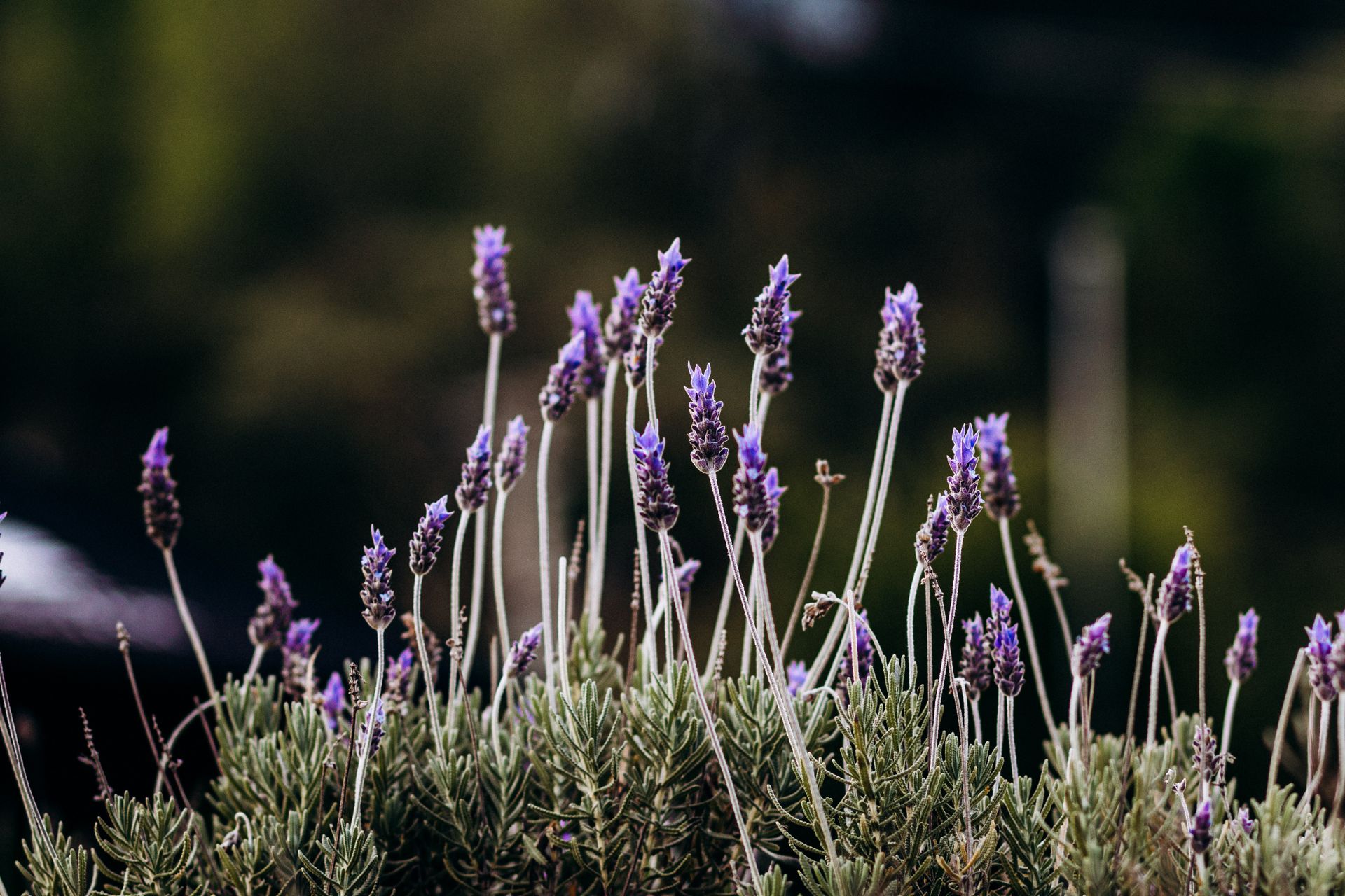 Lavender plants in full bloom providing a serene, aromatic view perfect for relaxation-themed projects.