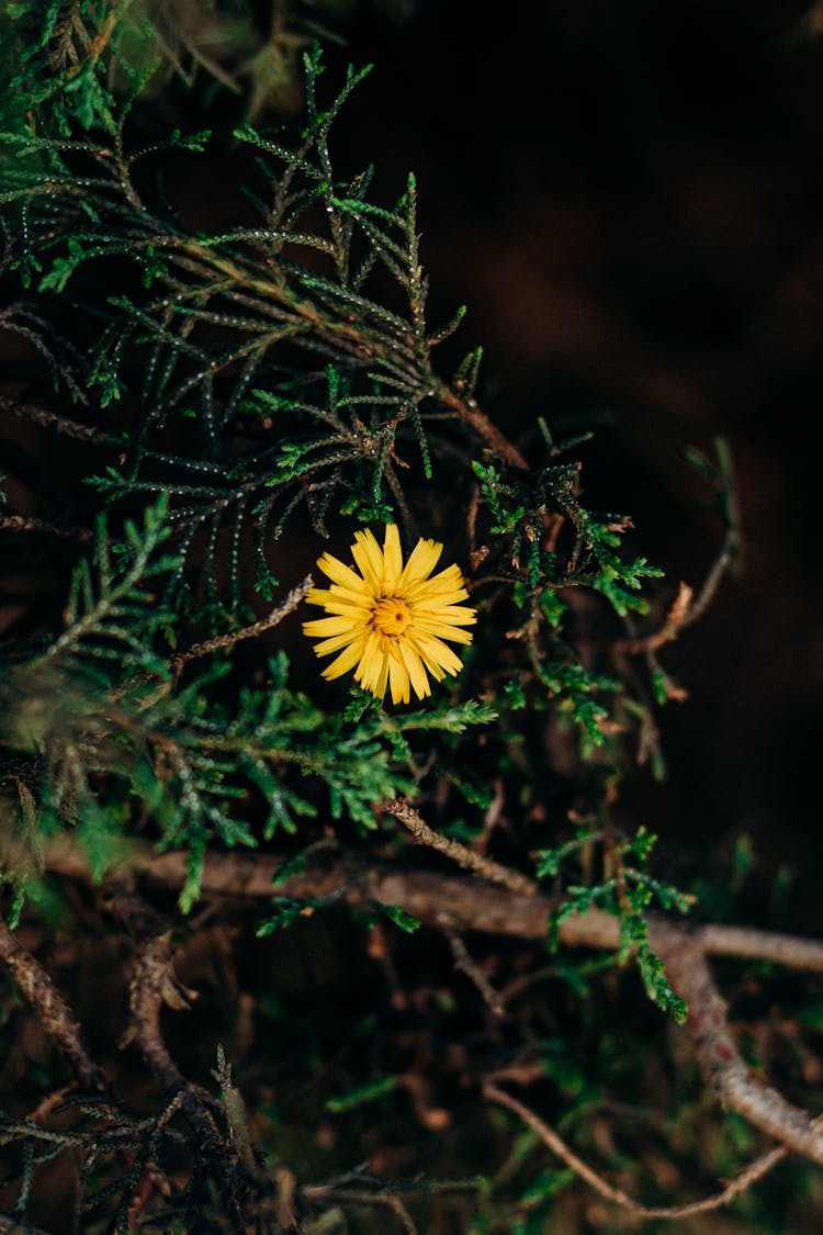 Yellow Daisy Flower Sticking Among Juniper Twigs