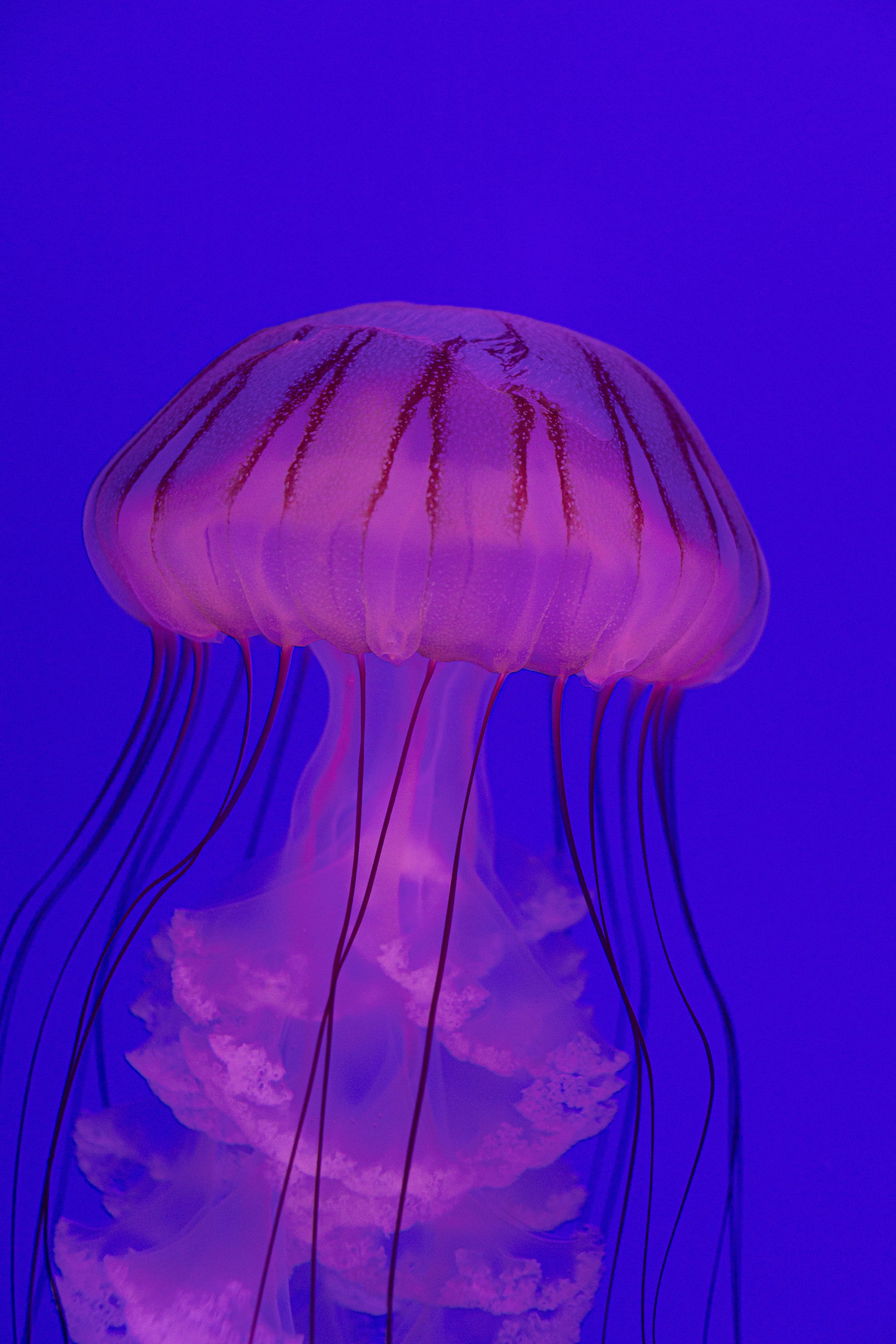 Captivating close-up of a translucent jellyfish gracefully swimming underwater, showcasing its vibrant colors.