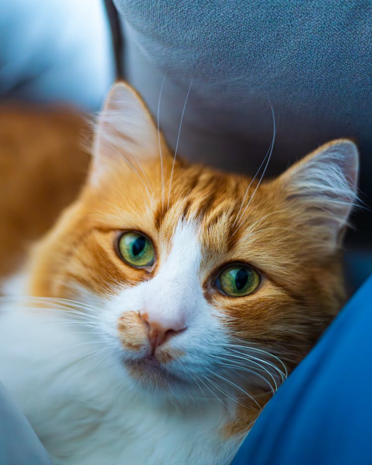 Head Of Ginger Cat