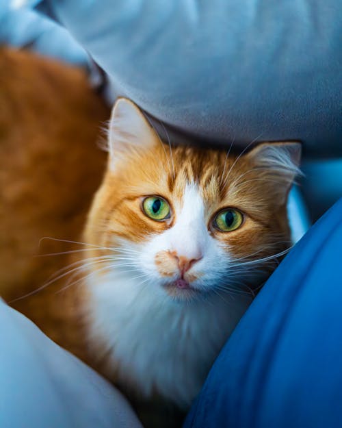 Ginger Cat among Pillows