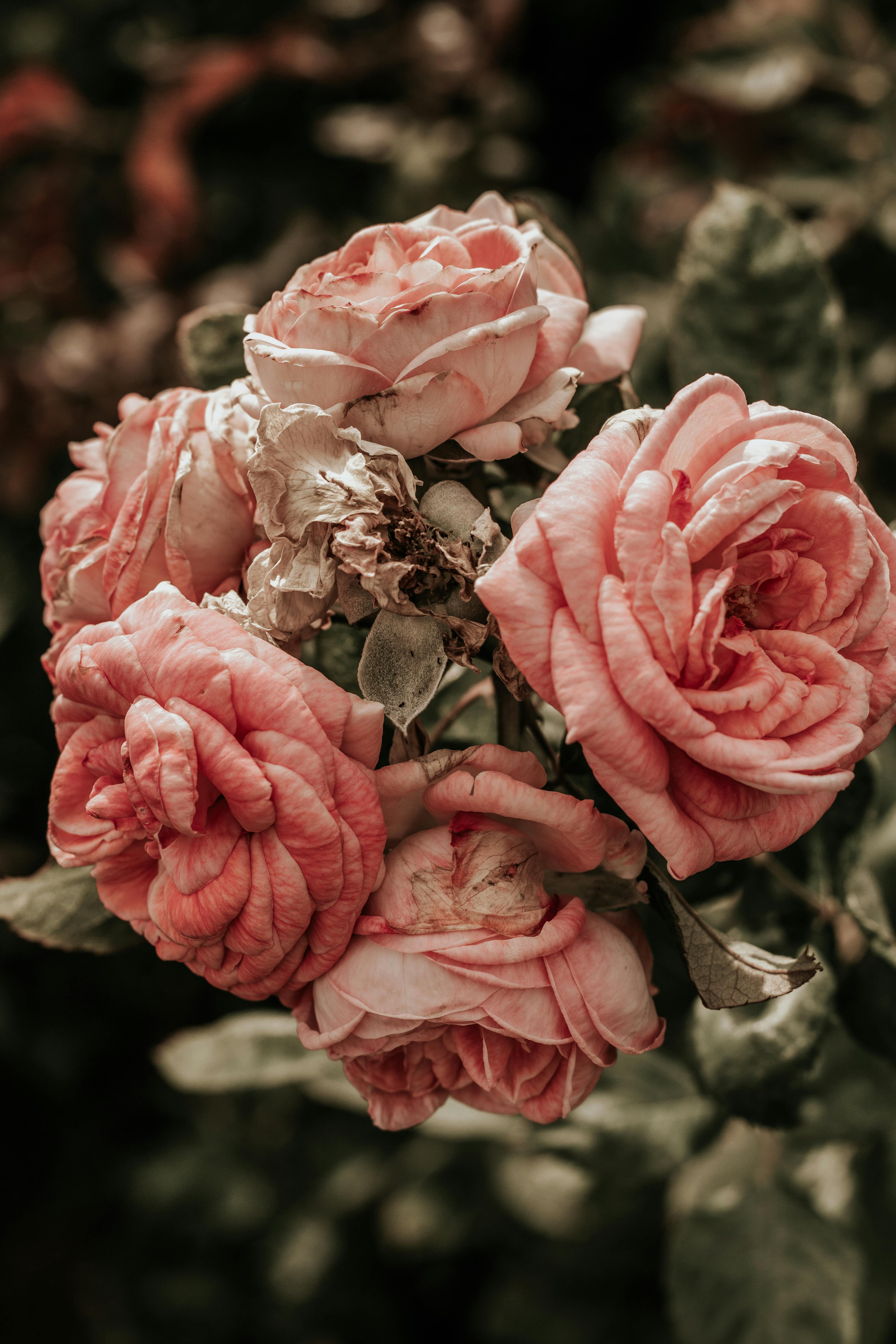 Withering Pink Rose Flowers · Free Stock Photo, image size:4000x6000
