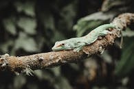 Lizard on a Branch