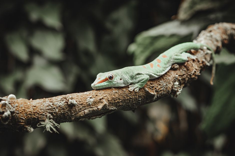 Vibrant Madagascar Day Gecko resting on a tree branch in a tropical setting.