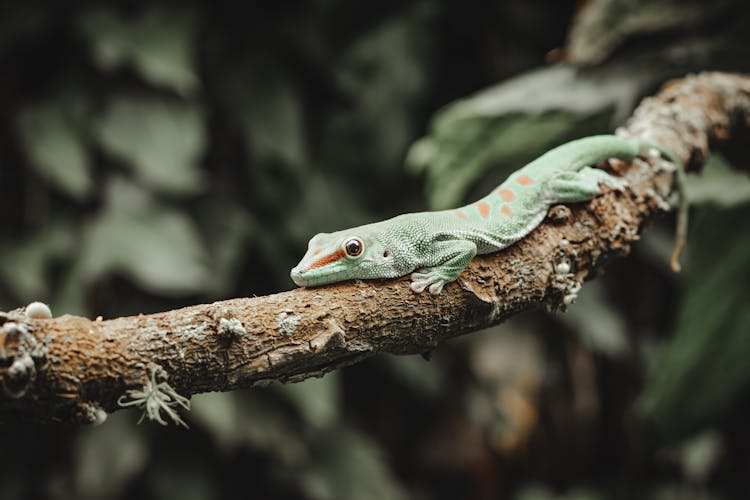 Lizard On A Branch 