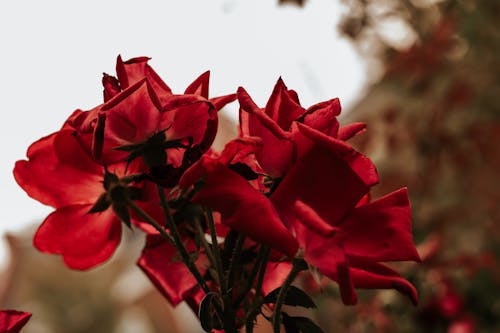Fotobanka s bezplatnými fotkami na tému červená, flóra, kvety