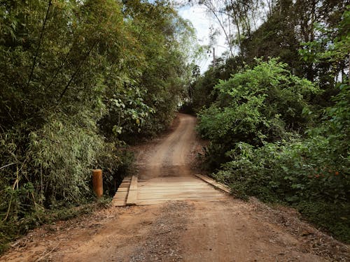 Forest around Dirt Road and Footbridge