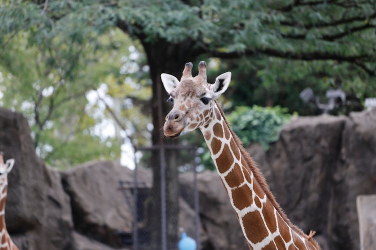 Giraffe At Zoo