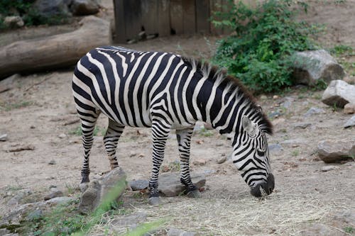 Zebra Eating Hay in a Zoo Enclosure