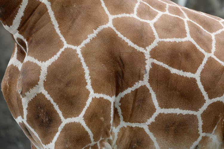 Brown And White Reticulated Pattern On A Giraffe Body