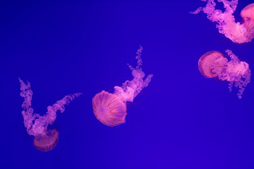 Foto profissional grátis de água-viva, embaixo da água, fechar-se