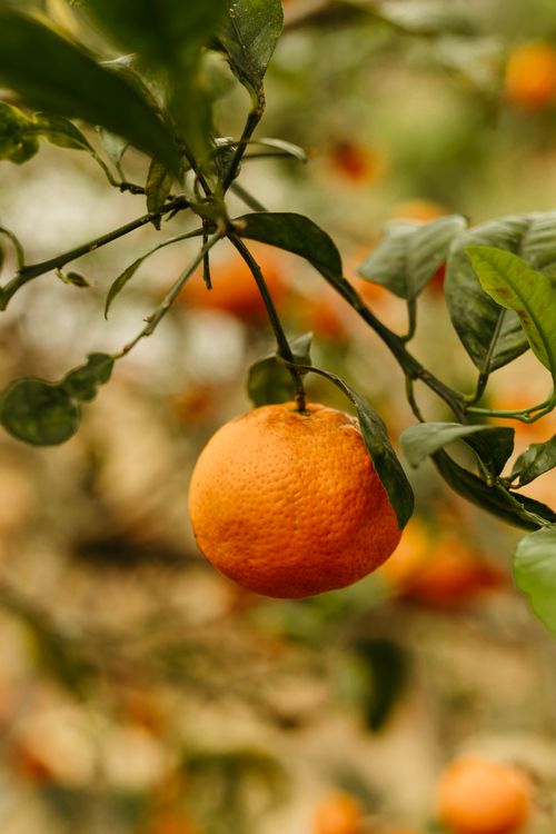 Free Close-up of a ripe tangerine hanging on a branch, symbolizing growth and freshness. Stock Photo