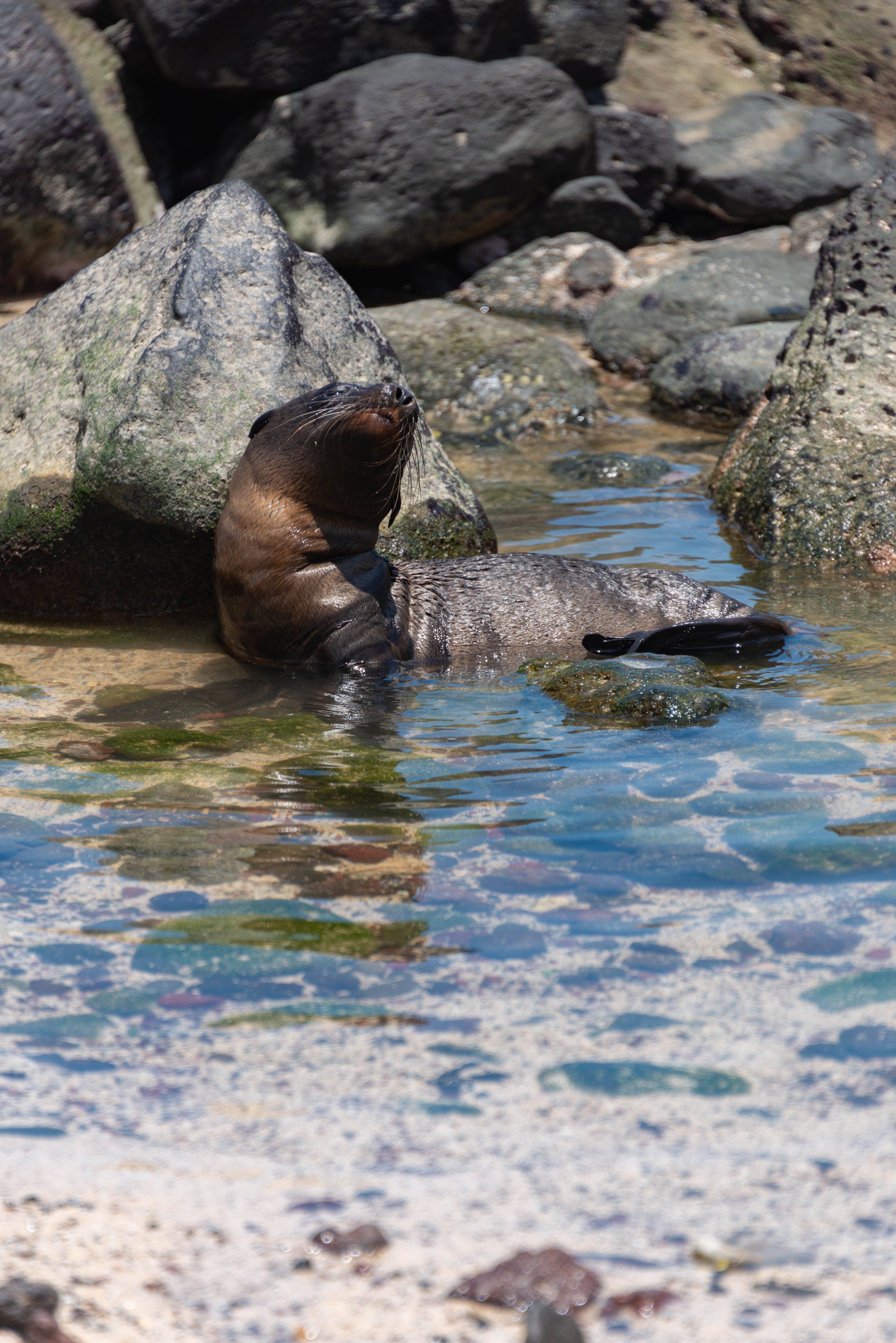 Seal by Rocks · Free Stock Photo