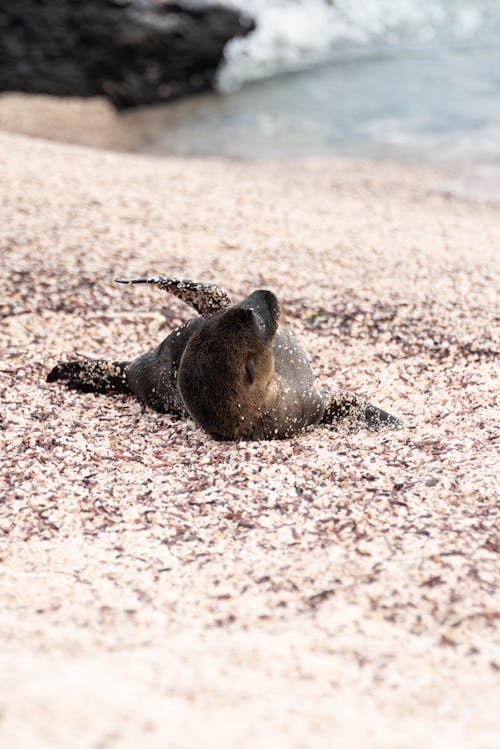 A Baby Sea Lion on the Beach 