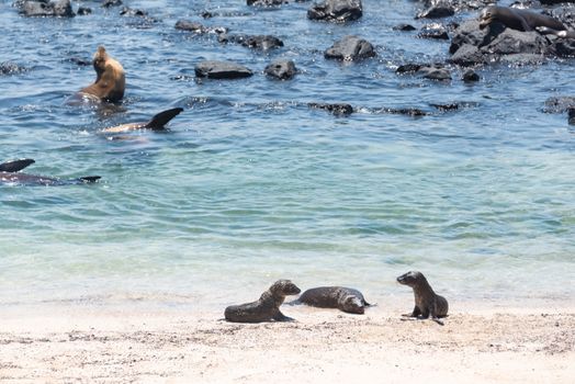 Sea lions basking on a sunny beach in San Cristóbal, Galápagos, Ecuador.