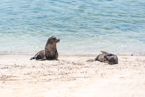 Seals on Sandy Beach