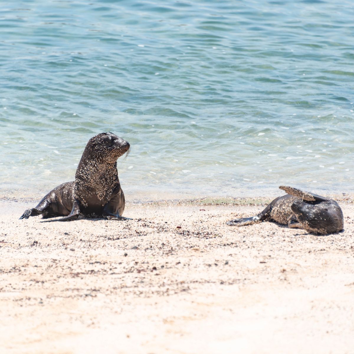 Two Galapagos sea lions lying together on a sandy beach on San Cristobal.