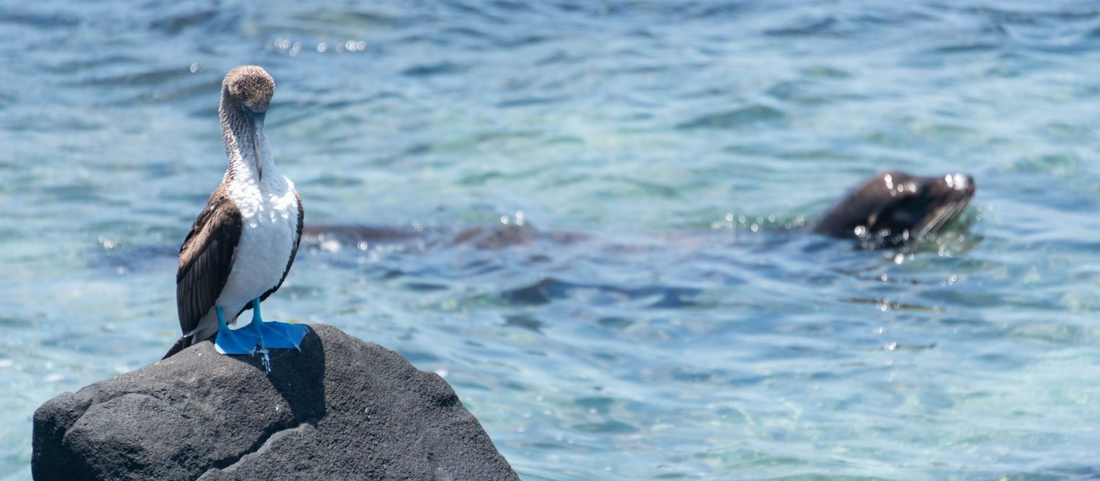 A blue-footed booby standing on a shoreline rock in the Galapagos with a sea lion swimming just beyond.