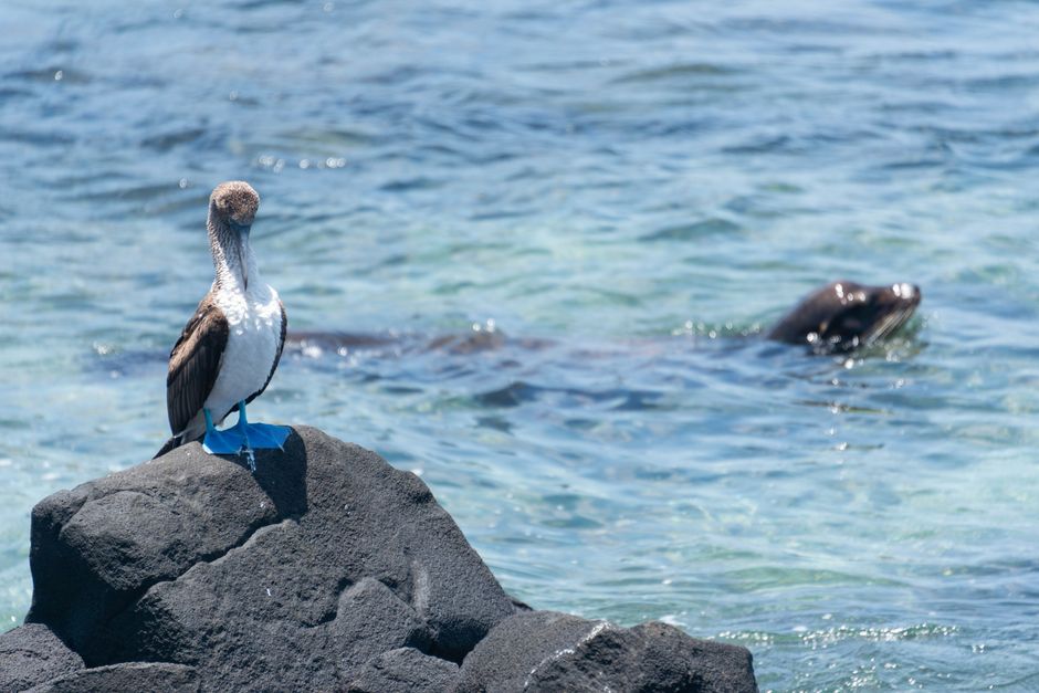 Observation des fous aux pieds bleus à Punta Pitt à San Cristóbal