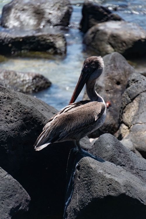 Free Close-up of a Brown Pelican perched on rocks in San Cristóbal, Galápagos. Stock Photo